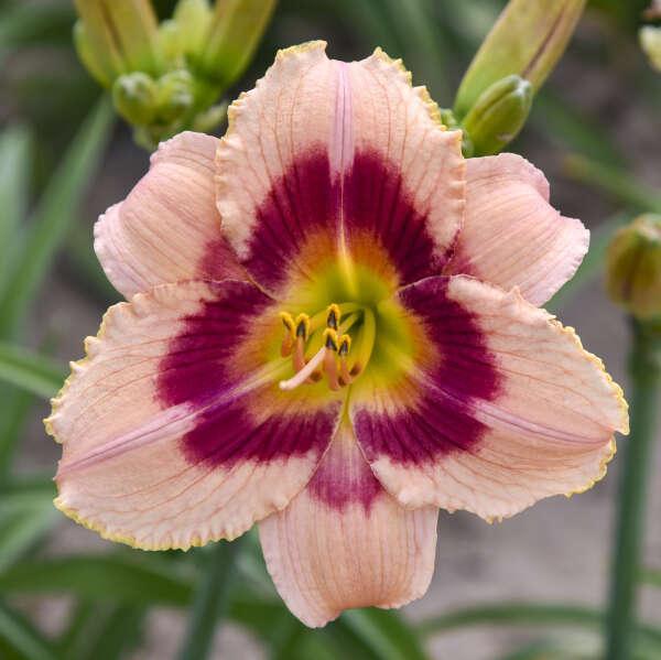 Hemerocallis ‘Wineberry Candy’ ~ Wineberry Candy Daylily-ServeScape