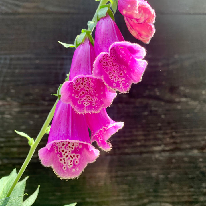 Digitalis purpurea 'Foxy' ~ Foxy Foxglove-ServeScape