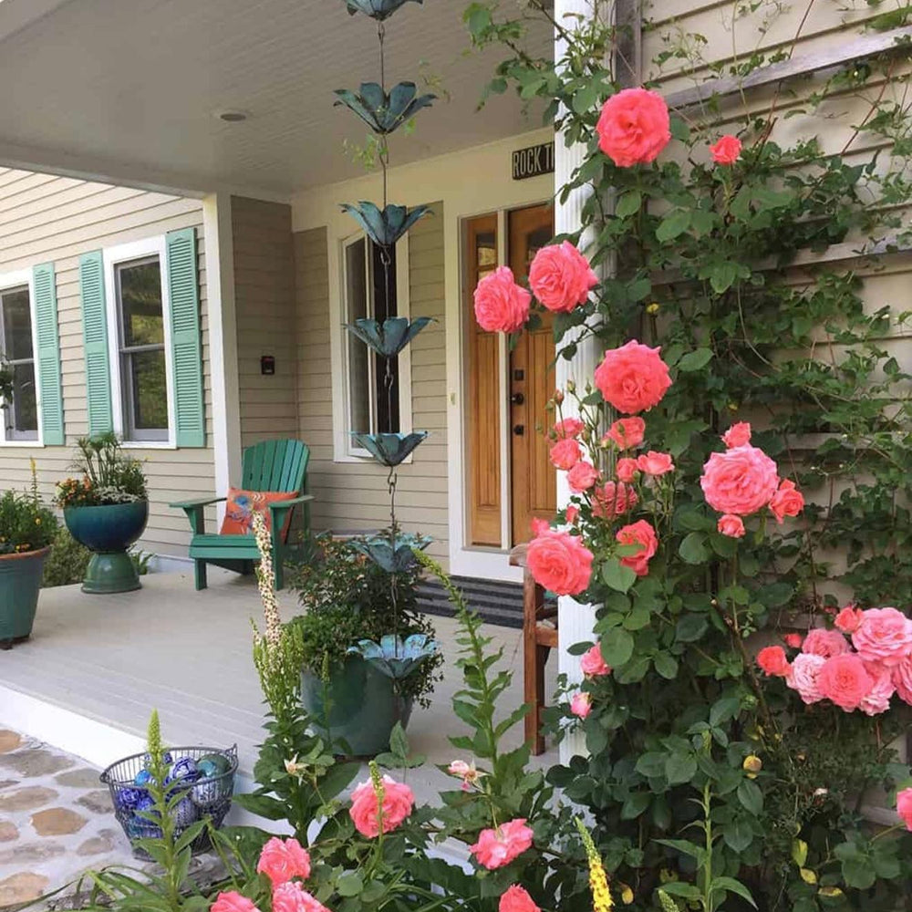 Rosa ‘JACclam’ ~ America™ Climbing Rose-ServeScape