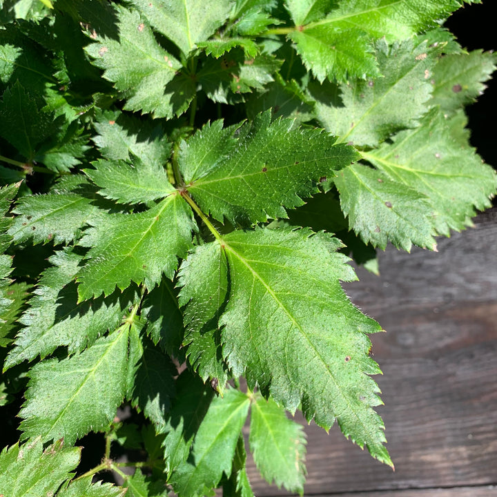 Astilbe chinensis 'Visions' ~ Visions Chinese Astilbe, False Goat's Beard-ServeScape