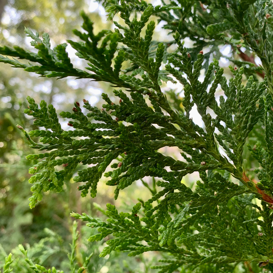 Thuja standishii x plicata 'Green Giant' ~ Green Giant Arborvitae-ServeScape