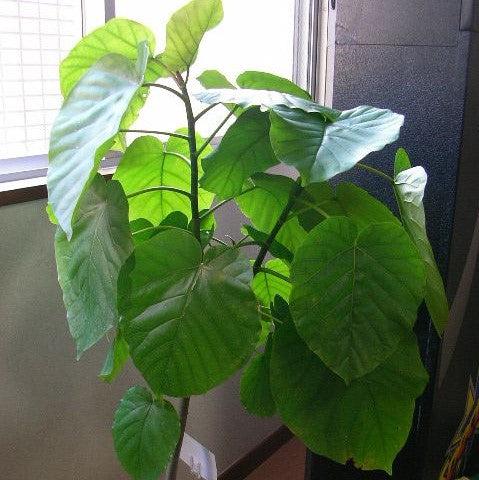 Ficus umbellata ~ Monrovia® Umbrella Fig-ServeScape