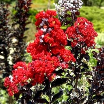 Lagerstroemia 'Crimson Red' ~ Black Diamond® Crimson Red™ Crape Myrtle-ServeScape