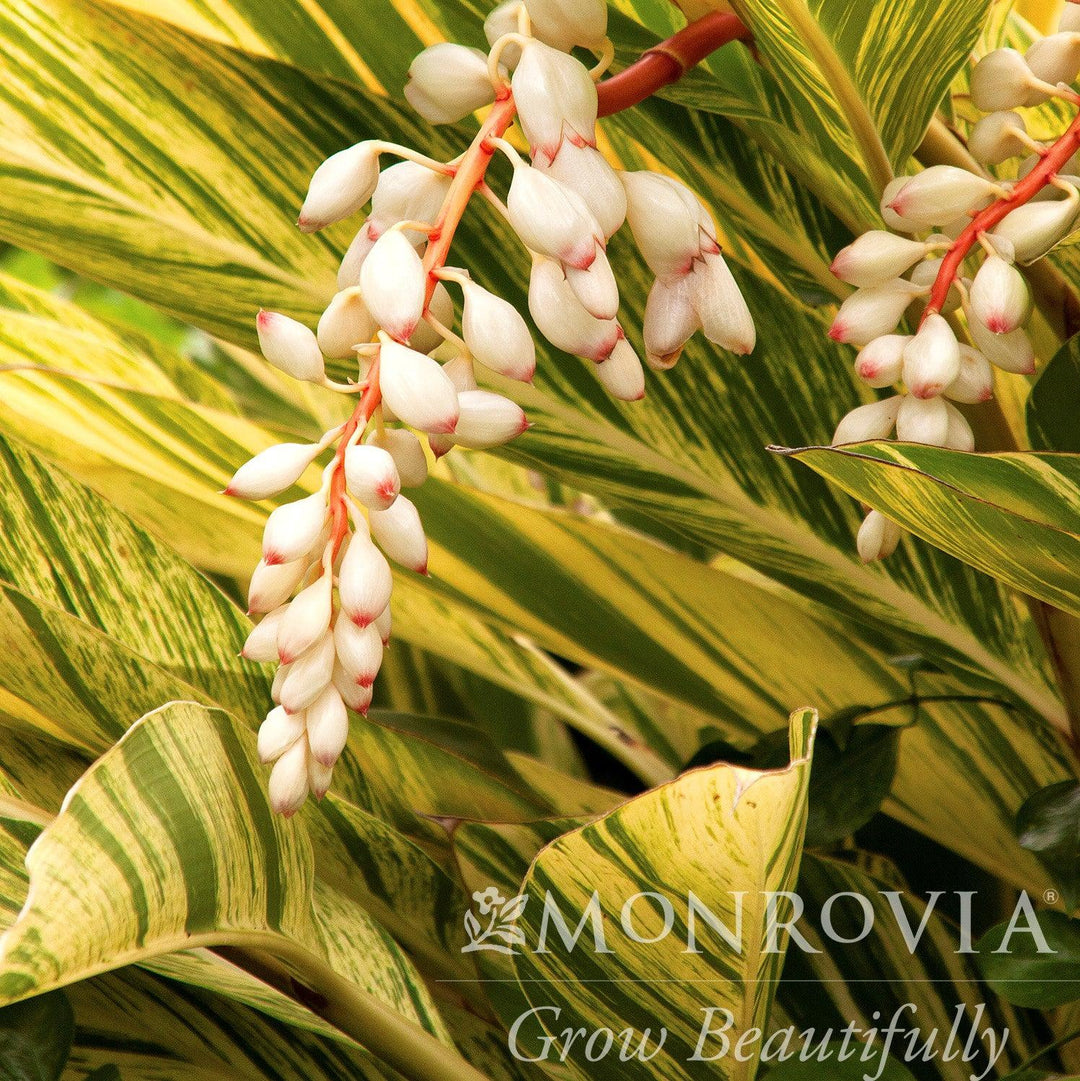 Alpinia zerumbet 'Variegata' ~ Monrovia® Variegated Ginger-ServeScape