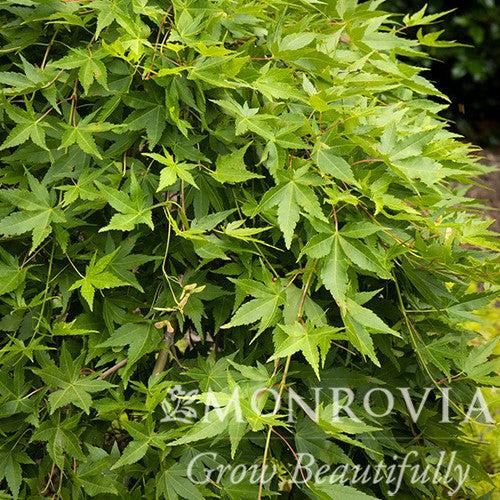 Acer palmatum 'Ryusen' ~ Monrovia® Ryusen Weeping Japanese Maple-ServeScape