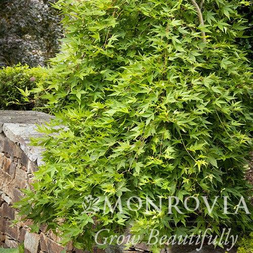 Acer palmatum 'Ryusen' ~ Monrovia® Ryusen Weeping Japanese Maple-ServeScape