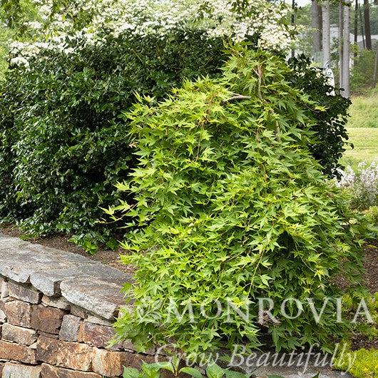 Acer palmatum 'Ryusen' ~ Monrovia® Ryusen Weeping Japanese Maple-ServeScape