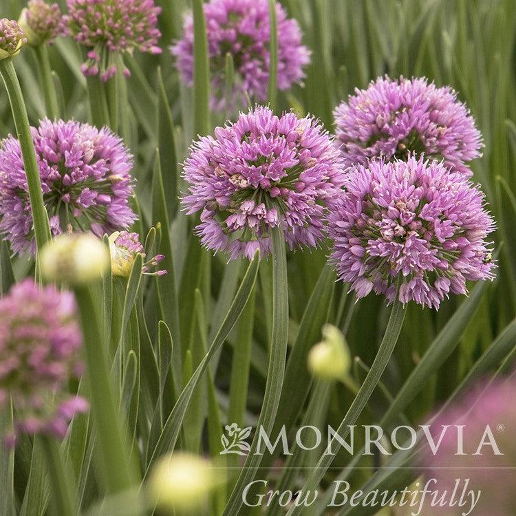 Allium 'Millenium' ~ Monrovia® Millenium Ornamental Onion-ServeScape