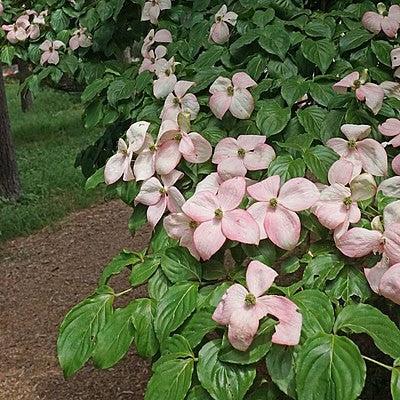 Cornus kousa ~ Kousa Dogwood, Pink-ServeScape