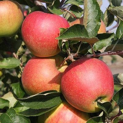 Malus domestica 'Jonagold' ~ Jonagold Apple-ServeScape