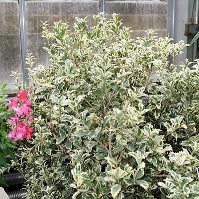 Osmanthus heterophyllus 'Variegatus' ~ Variegated False Holly-ServeScape