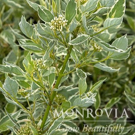 Cornus alba 'Crmizam' ~ Monrovia® Creme de Mint™ Dogwood-ServeScape
