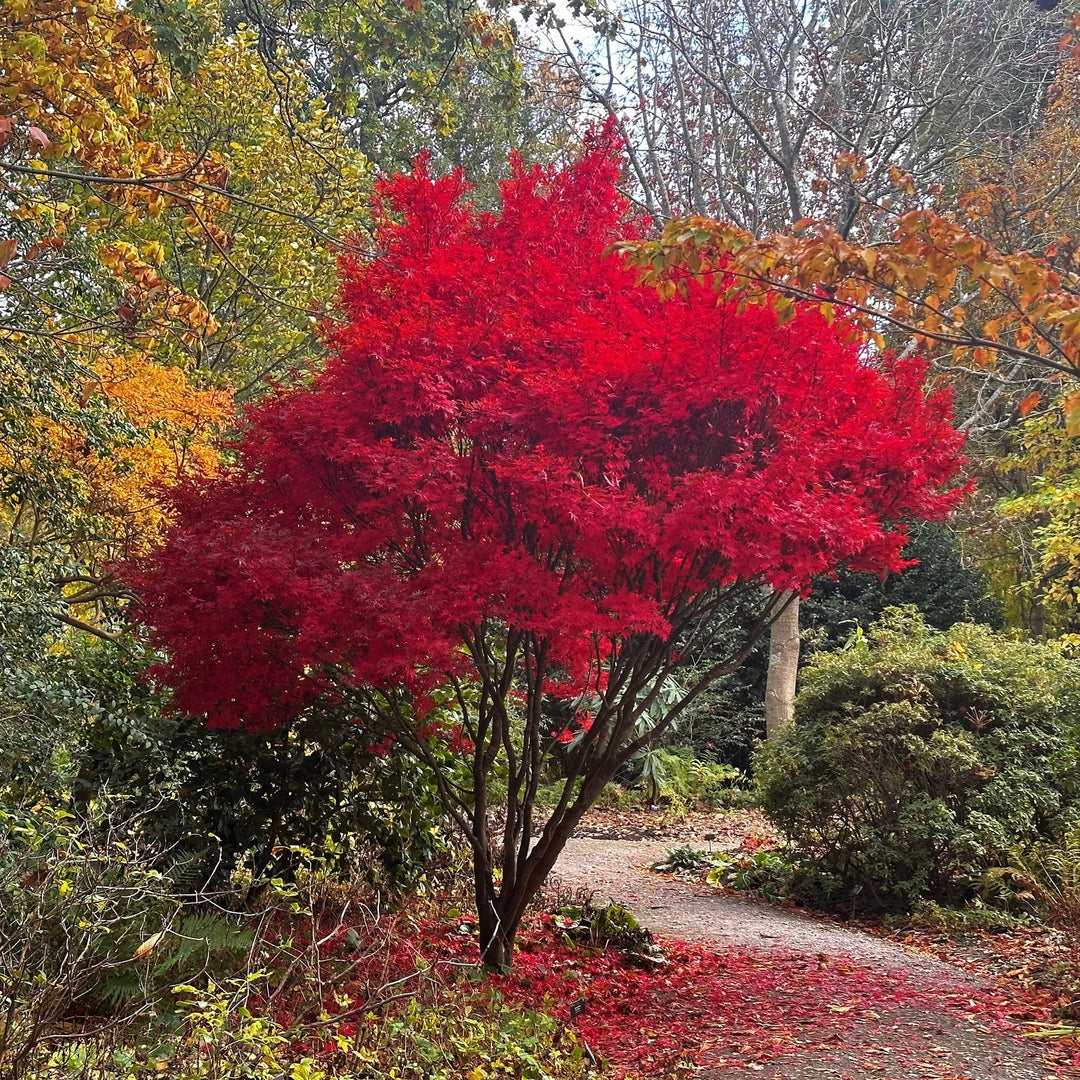 Acer palmatum 'Skeeter's Broom' ~ Skeeter's Broom Japanese Maple-ServeScape