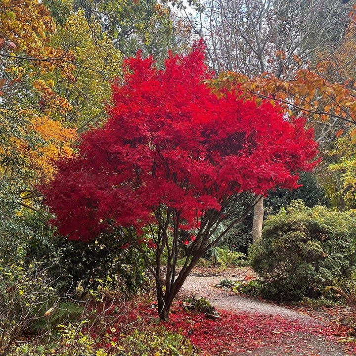 Acer palmatum 'Skeeter's Broom' ~ Skeeter's Broom Japanese Maple-ServeScape
