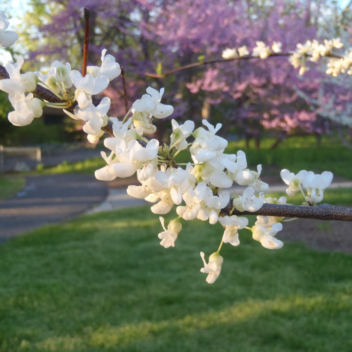 Cercis canadensis f. Alba 'Royal White' ~ Royal White Eastern Redbud-ServeScape