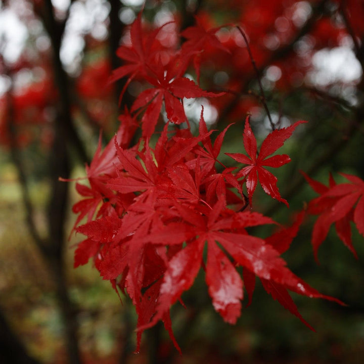 Acer palmatum 'Skeeter's Broom' ~ Skeeter's Broom Japanese Maple-ServeScape