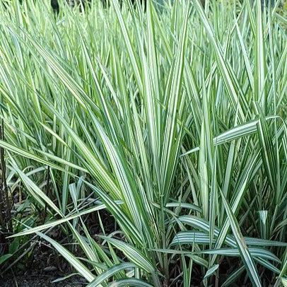 Phalaris arundinacea var. picta 'Feesey' ~ Strawberries & Cream Ribbon Grass-ServeScape