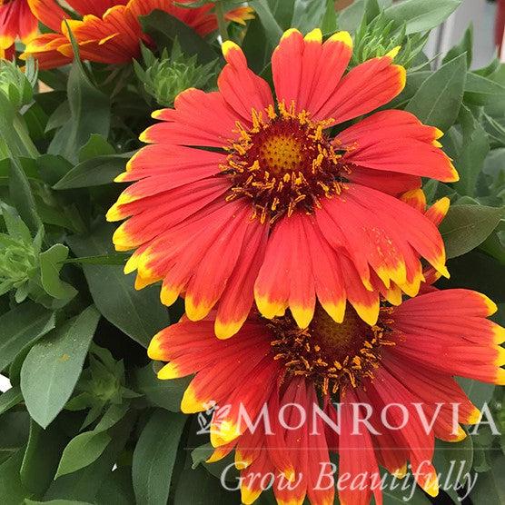 Gaillardia x grandiflora 'Sunset Flash' PP #26,945 ~ Monrovia® Sunset Flash Blanket Flower-ServeScape