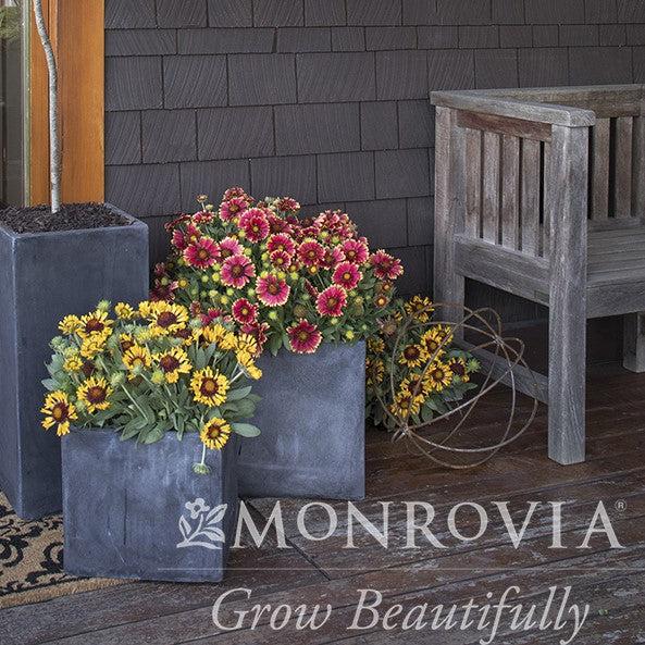Gaillardia x grandiflora 'Sunset Snappy' ~ Monrovia® Sunset Snappy Blanket Flower-ServeScape