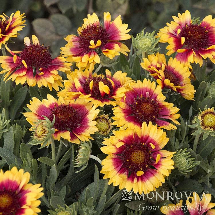 Gaillardia x grandiflora 'Sunset Snappy' ~ Monrovia® Sunset Snappy Blanket Flower-ServeScape