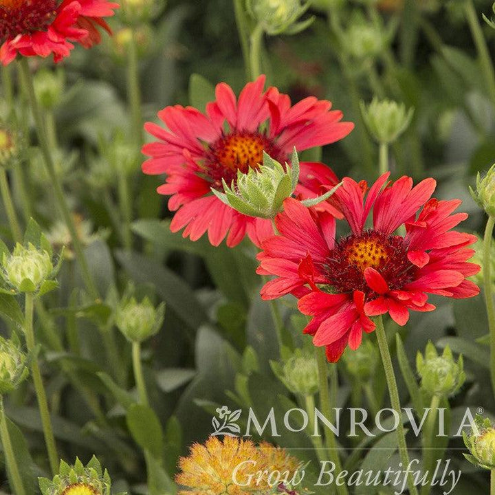 Gaillardia x grandiflora 'Celebration' ~ Monrovia® Celebration Blanket Flower-ServeScape