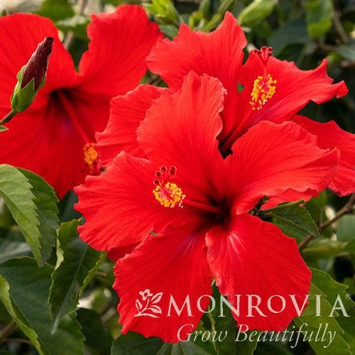 Hibiscus rosa-sinensis 'Brilliant' ~ Monrovia® Brilliant Hibiscus-ServeScape