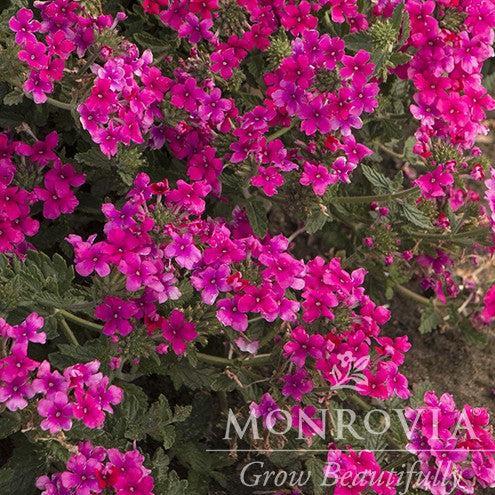 Verbena x hybrida 'Balendopin' ~ Monrovia® EnduraScape™ Hot Pink Verbena-ServeScape