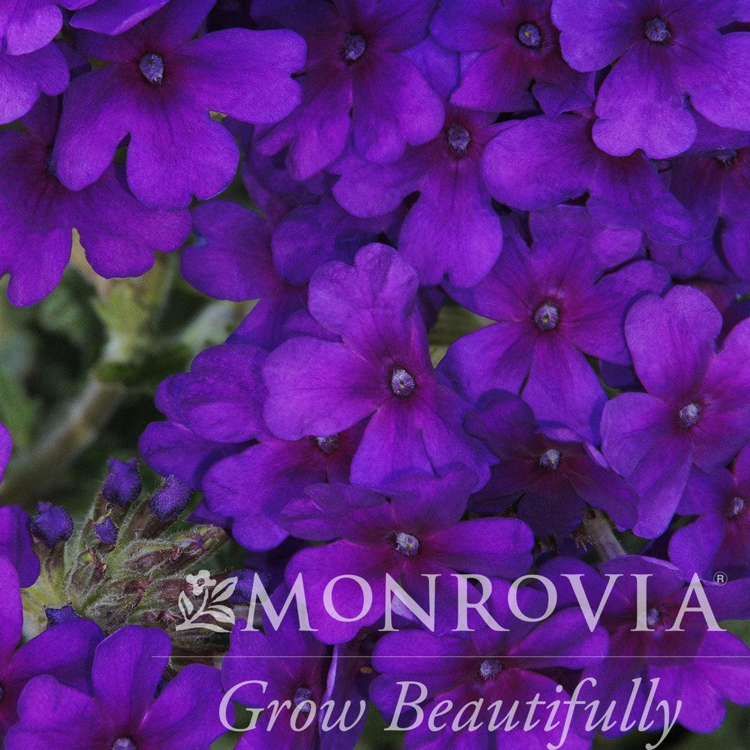 Verbena peruviana 'Balendakle' ~ Monrovia® EnduraScape™ Deep Purple Verbena-ServeScape