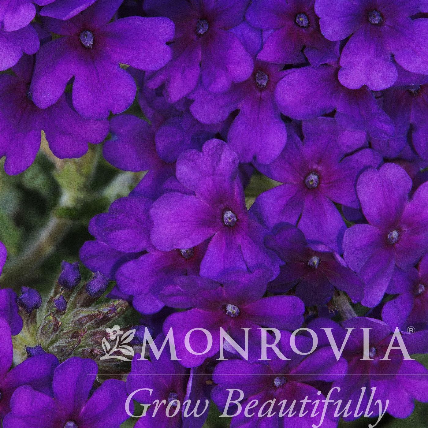 Verbena peruviana 'Balendakle' ~ Monrovia® EnduraScape™ Deep Purple Verbena-ServeScape