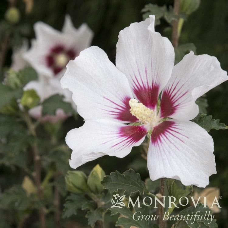 Hibiscus syriacus 'Minsymacwhi1' PP #31,266 ~ Monrovia® Chateau™ de Chantilly Rose of Sharon-ServeScape