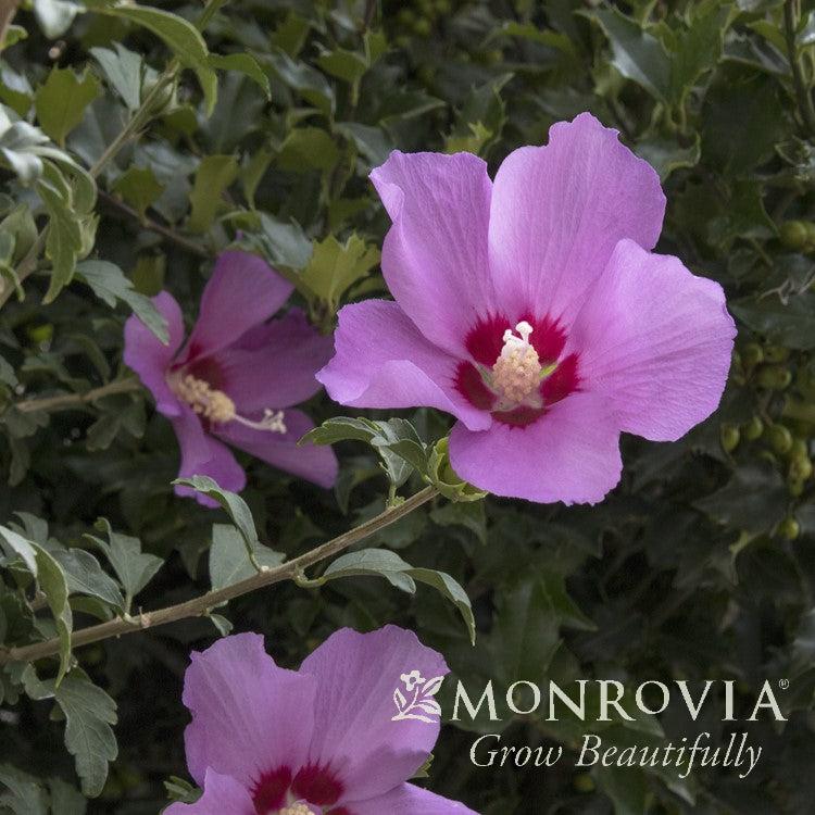 Hibiscus syriacus 'Minsypin3' PP #31,304 ~ Monrovia® Chateau™ d'Amboise Rose of Sharon-ServeScape