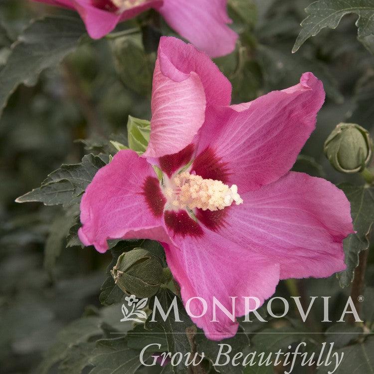 Hibiscus syriacus 'Minsyre10' PP #31,305 ~ Monrovia® Chateau™ de Chambord Rose of Sharon-ServeScape