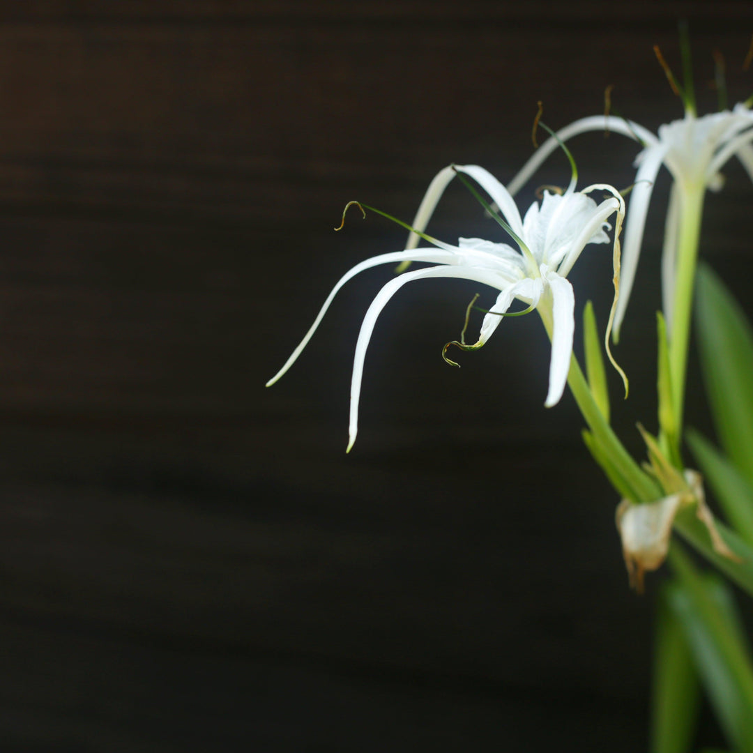 Hymenocallis latifolia ~ Perfumed Spider Lily-ServeScape