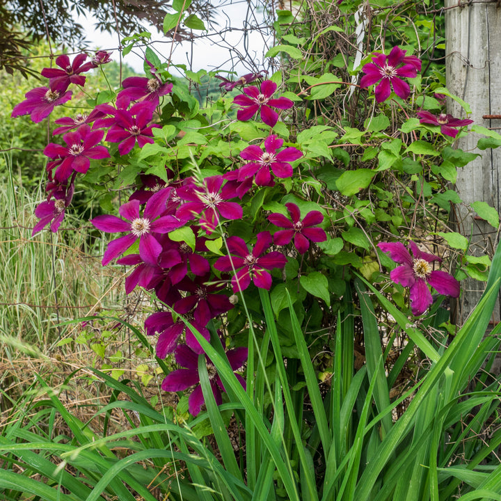 Clematis 'Westerplatte' ~ Westerplatte Clematis-ServeScape