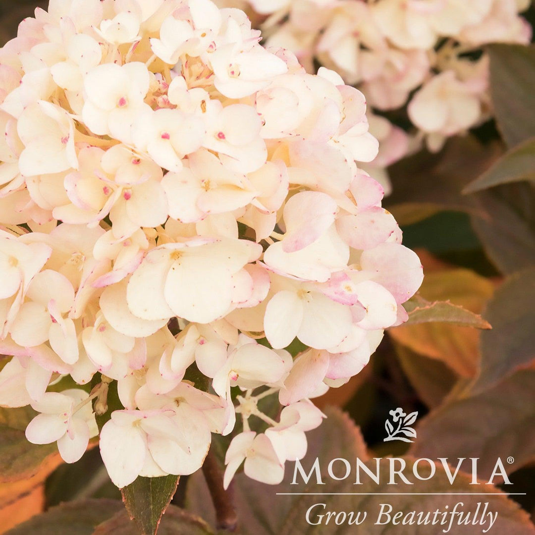 Hydrangea paniculata 'SMHPMWMH' ~ Monrovia® Candy Apple™ Hydrangea-ServeScape