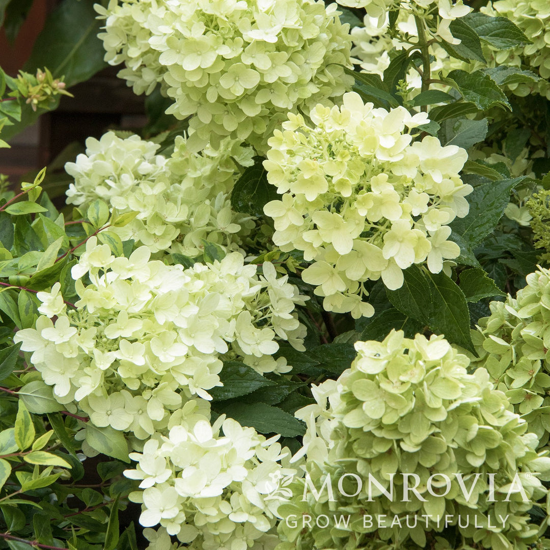 Hydrangea paniculata 'SMHPMWMH' ~ Monrovia® Candy Apple™ Hydrangea-ServeScape