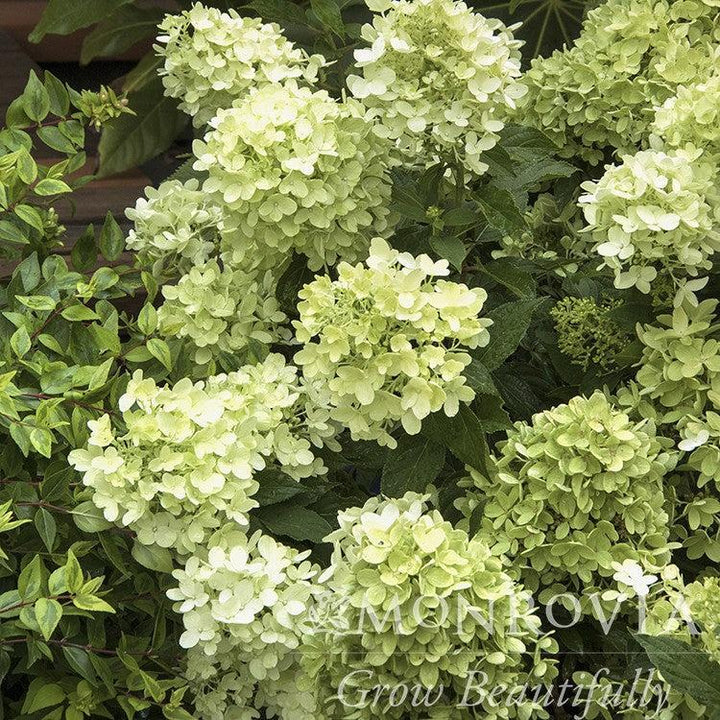 Hydrangea paniculata 'SMHPMWMH' ~ Monrovia® Candy Apple™ Hydrangea-ServeScape