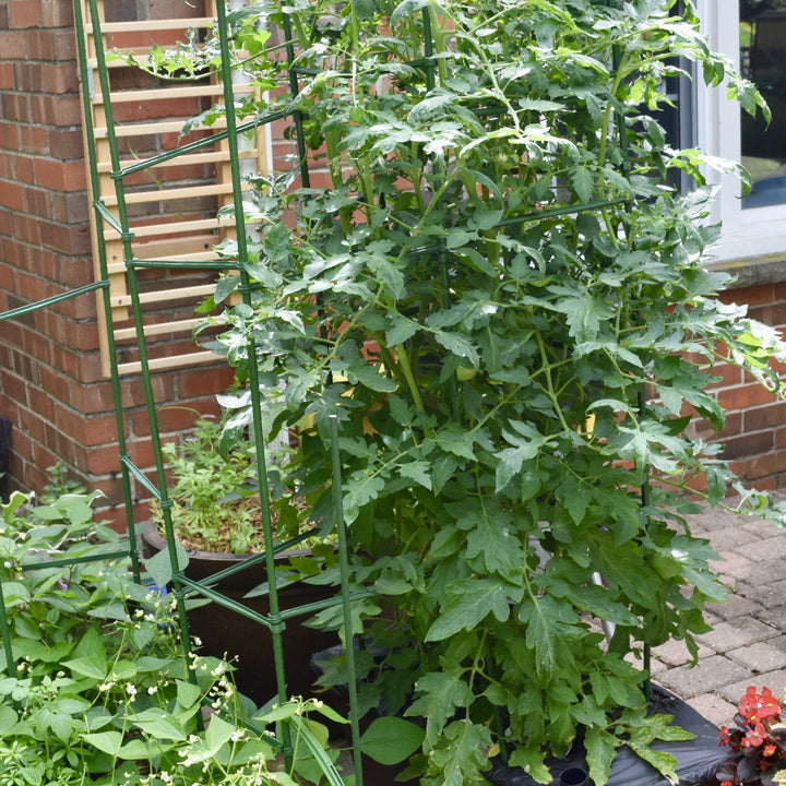 Solanum lycopersicum 'Mortgage Lifter' ~ Mortgage Lifter Tomato-ServeScape