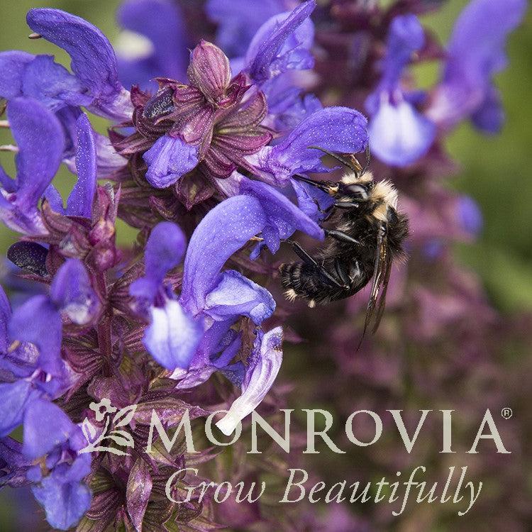 Salvia nemorosa 'Blue Marvel' ~ Monrovia® Blue Marvel Meadow Sage-ServeScape