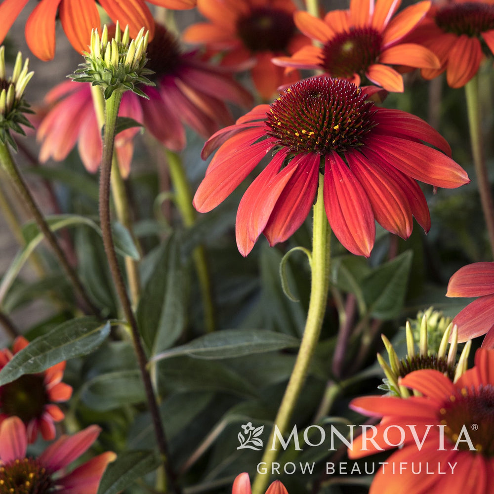 Echinacea 'Balevoesta' ~ Monrovia® Evolution™ Fiesta™ Coneflower-ServeScape