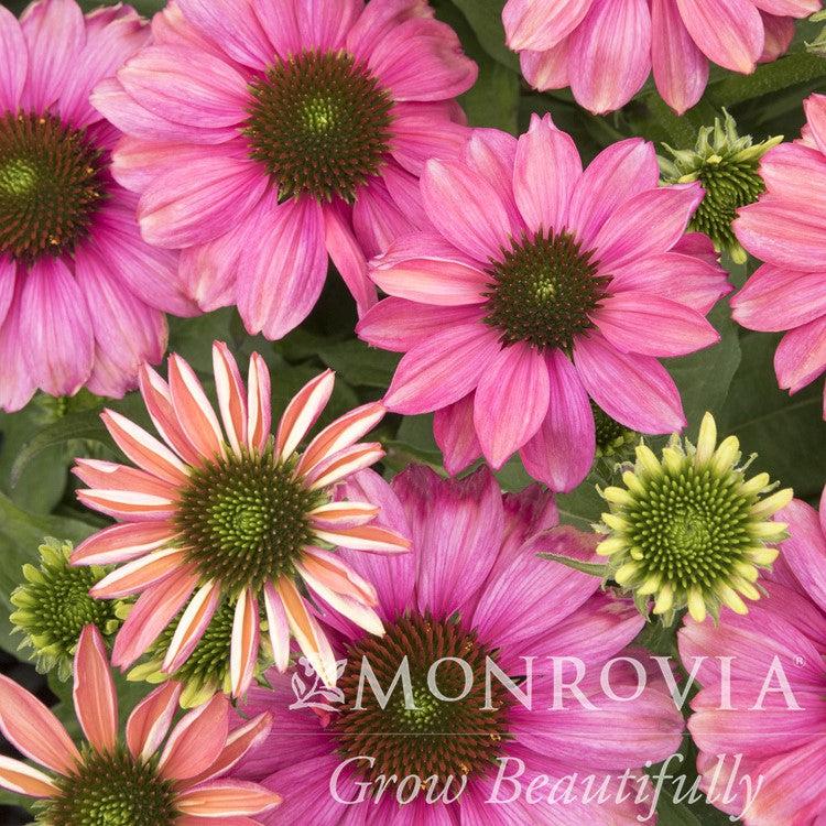 Echinacea 'Balevoeen' ~ Monrovia® Evolution™ Colorific™ Coneflower-ServeScape