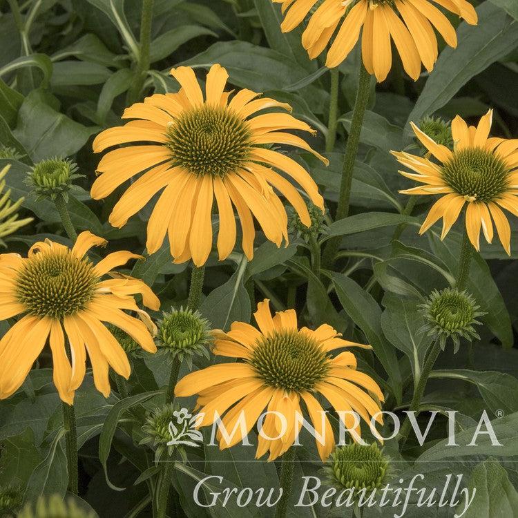 Echinacea 'Balevoelf' PP31064 ~ Monrovia® Evolution™ Yellow Falls Coneflower-ServeScape