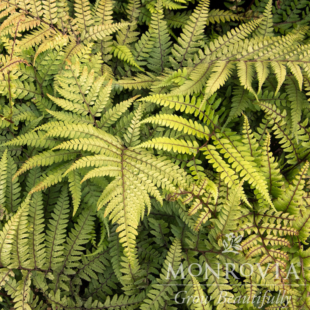 Athyrium otophorum 'Pterodacty' ~ Monrovia® Jurassic™ Pterodactyl Eared Lady Fern-ServeScape