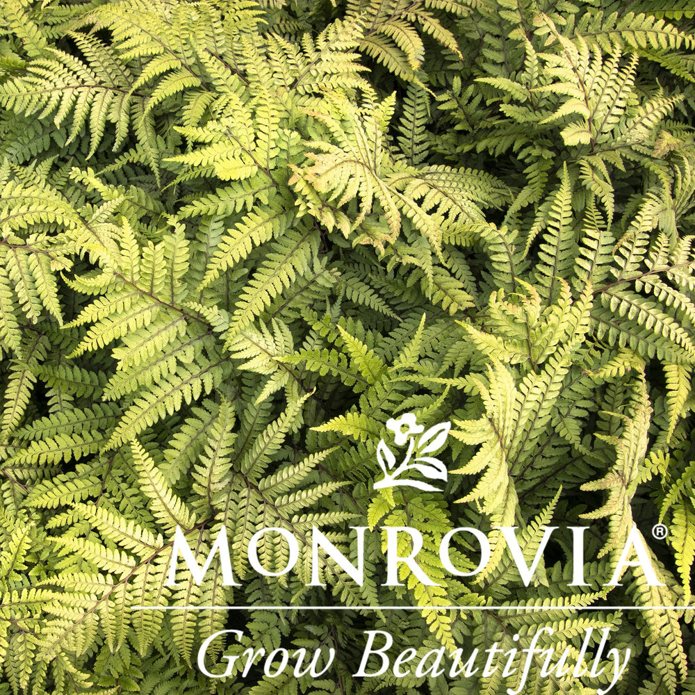 Athyrium otophorum 'Pterodacty' ~ Monrovia® Jurassic™ Pterodactyl Eared Lady Fern-ServeScape