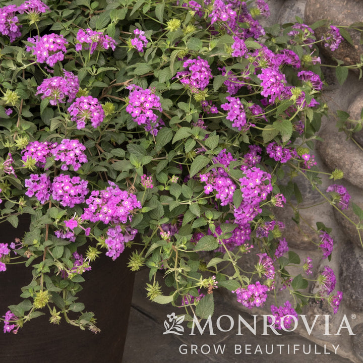 Lantana sellowiana 'MONPur' ~ Monrovia® Purple Potion™ Trailing Lantana-ServeScape