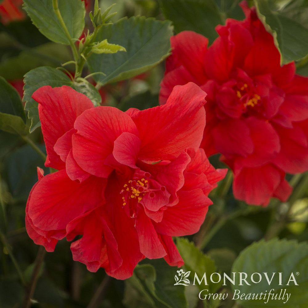 Hibiscus rosa-sinensis 'Mongon' ~ Monrovia® Red Dragon® Hibiscus-ServeScape