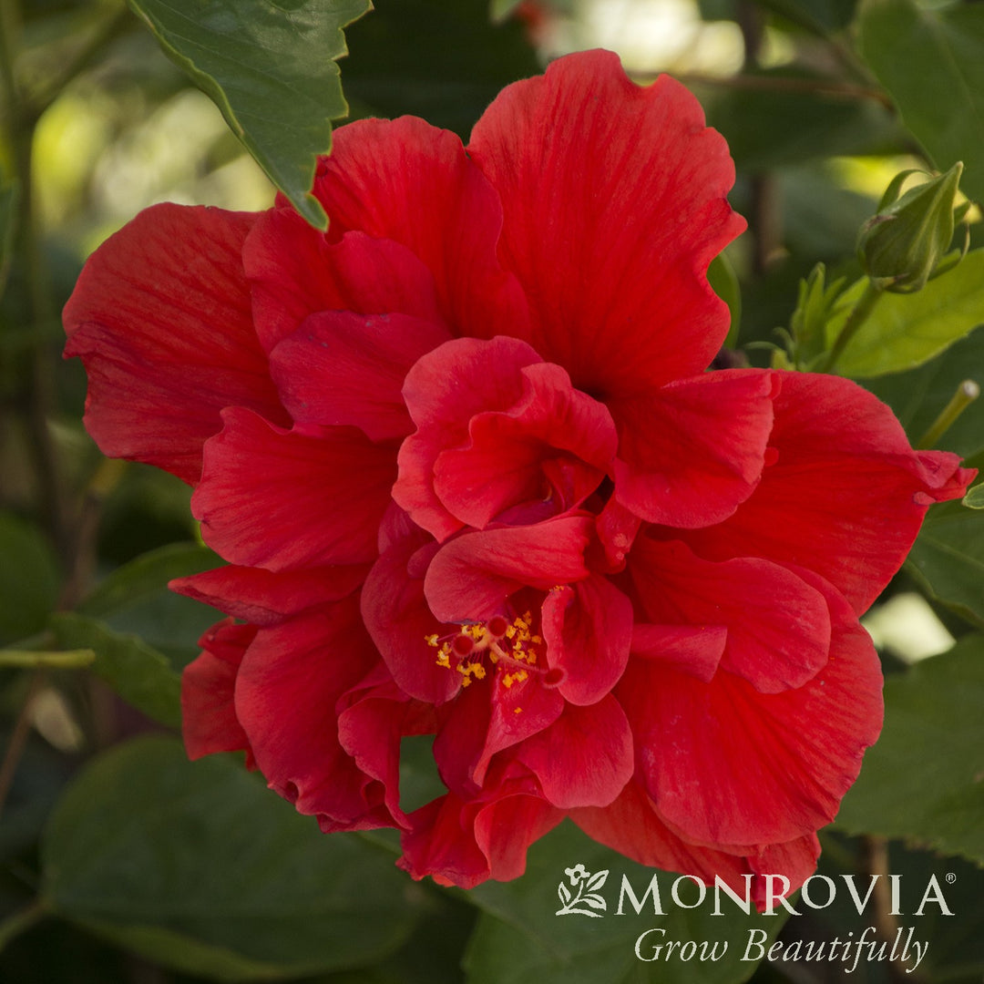 Hibiscus rosa-sinensis 'Mongon' ~ Monrovia® Red Dragon® Hibiscus-ServeScape
