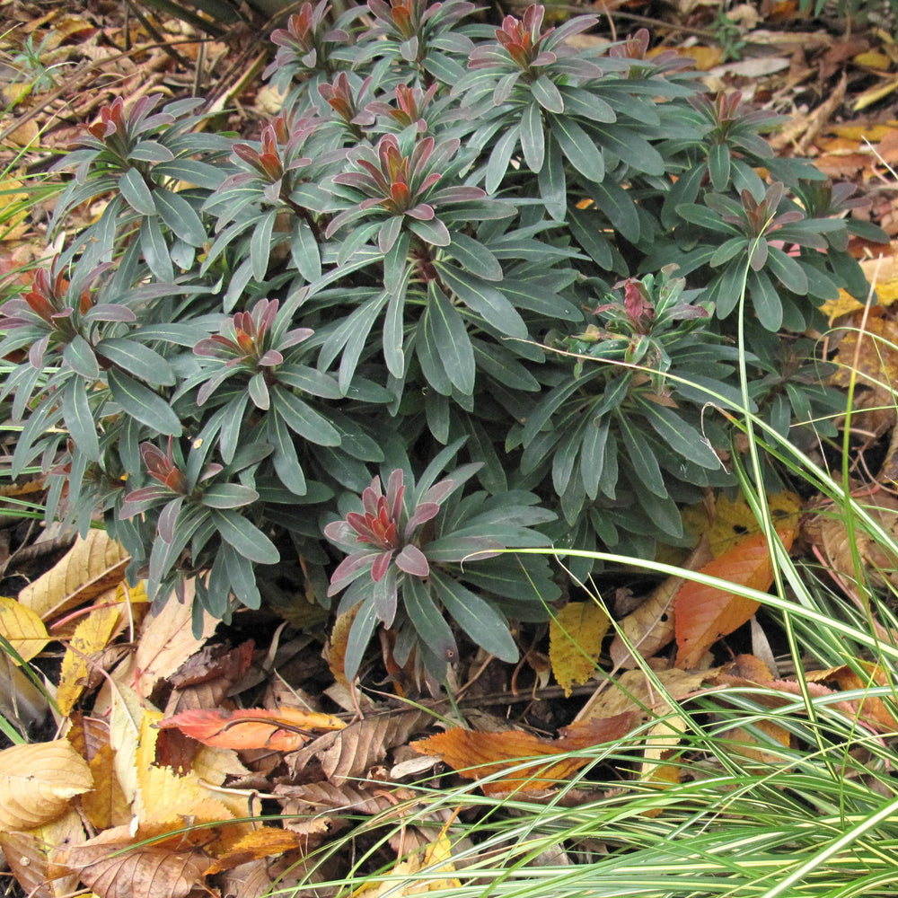 Euphorbia x martinii 'Miner's Merlot' ~ Miner's Merlot Euphorbia-ServeScape