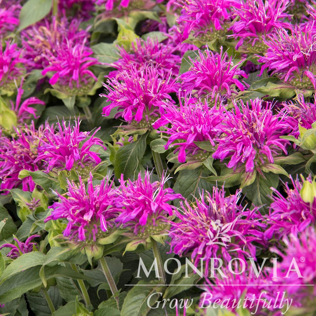 Monarda didyma 'Balbalmac' PP #26,594 ~ Monrovia® Balmy™ Lilac Bee Balm-ServeScape