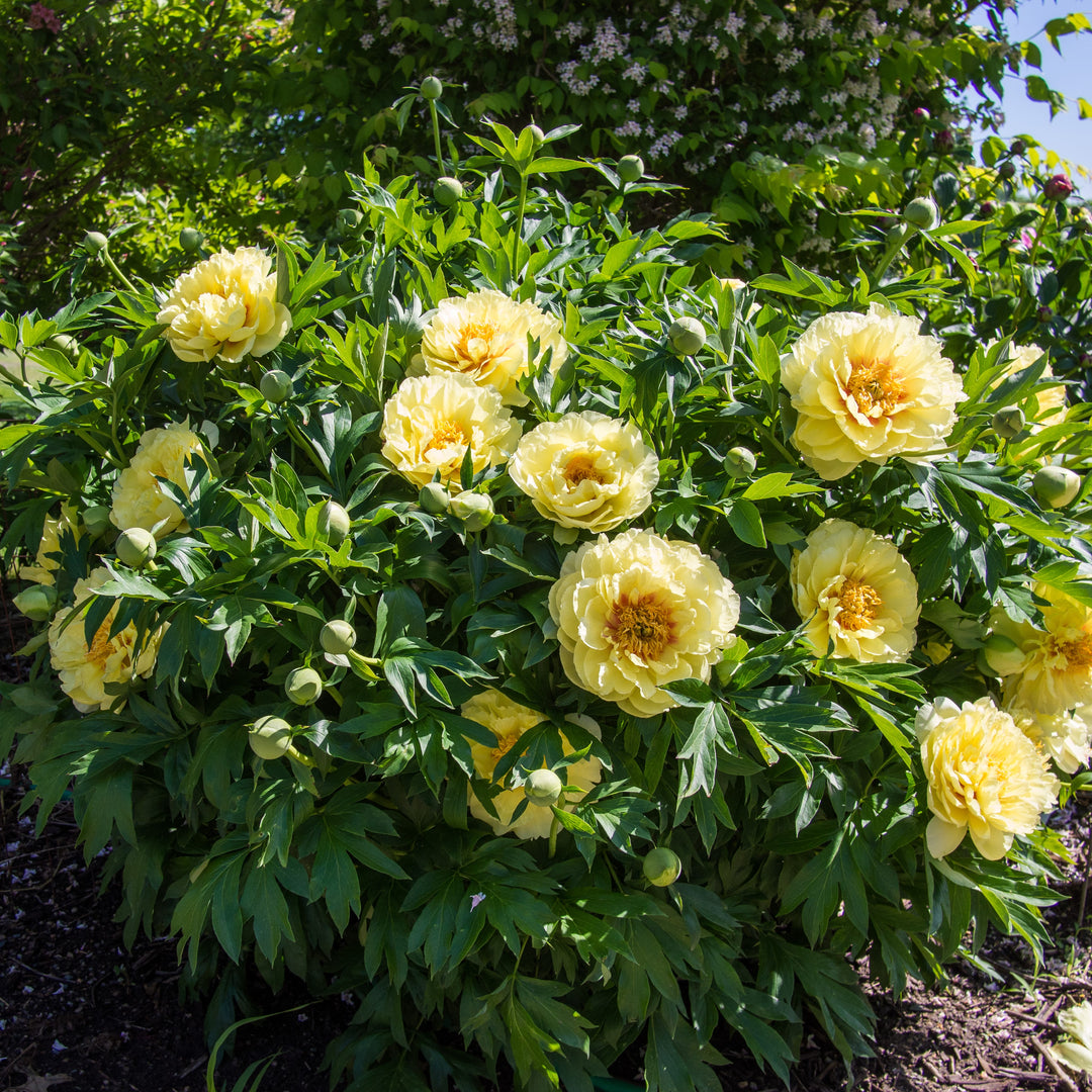 Paeonia 'Batrzella' ~ Batrzella Itoh Peony-ServeScape